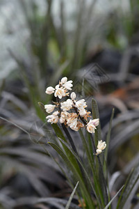 黑蒙多草花蕾拉丁名OphiopogonplaniscapusNigr背景图片