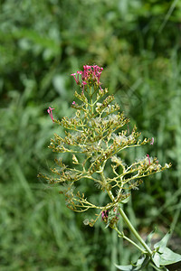 红色缬草种子头拉丁名Centranthus图片