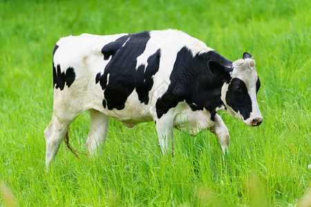 绿色牧场的日常奶牛背景图片