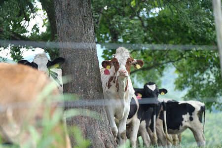 北海道绿色牧场的牛图片