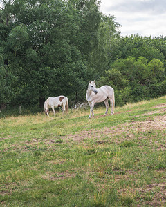 两匹白马在森林牧场图片
