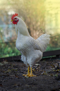 白母鸡自由放养场上的母鸡农场里的母鸡友好的白色母鸡在农家院子里自图片