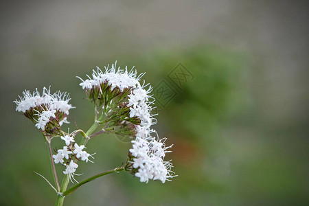 Valerian花朵白华盛顿州图片