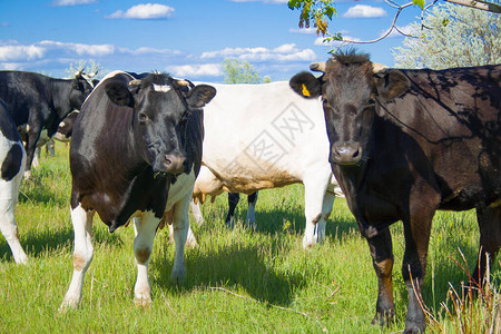 两头奶牛在草原上吃草图片