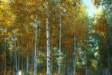 秋天的白桦林应用复古滤镜背景图片