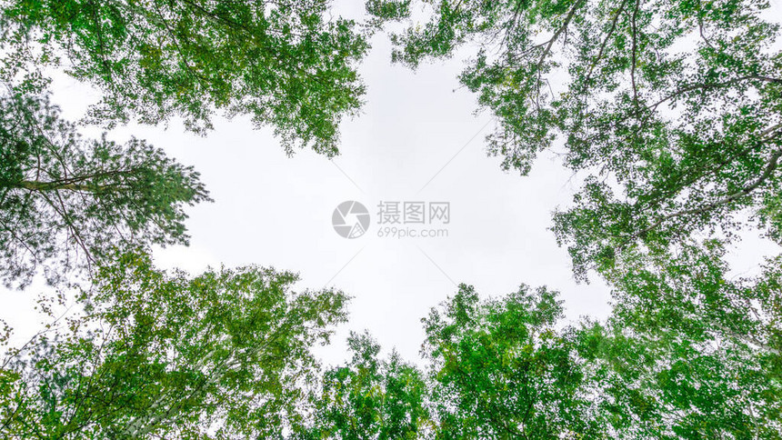 绿叶映衬天空的树枝图片