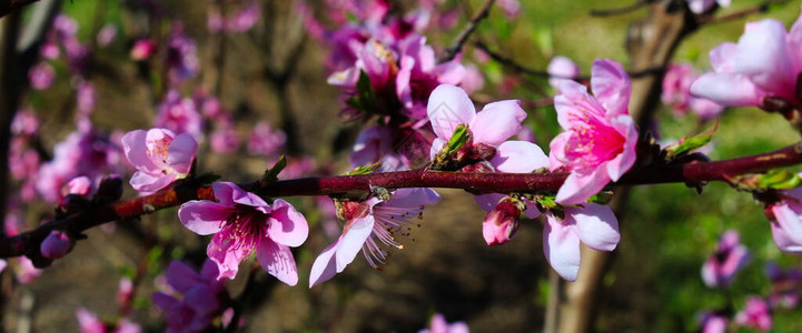 桃花春天的桃花还有美丽的花朵图片