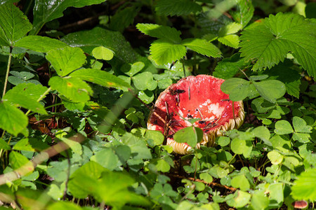 草丛中阳光下的红菇园艺高清图片素材