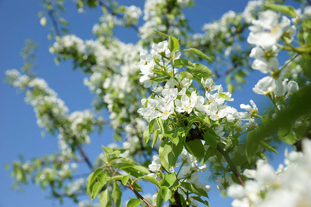 花园里开花的梨树背景图片