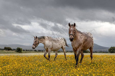 草地上的两匹美丽的马图片