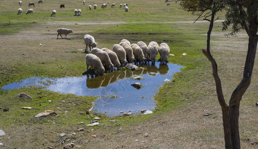 河边牧场里的羊图片