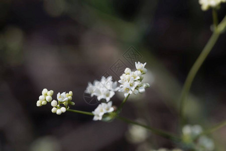 Galiumglaucum蜡床草植物图片