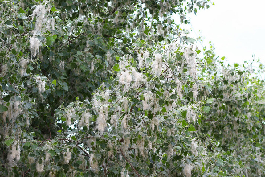 树上的白杨绒毛图片