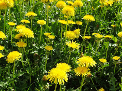 春天背景黄色蒲公英鲜花草地上的草图片