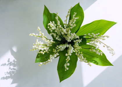 白色背景上的铃兰花束图片