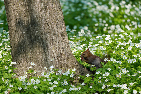 春天森林里的一只松鼠图片