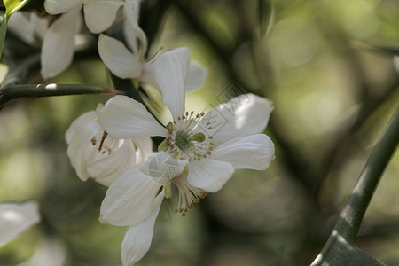 三叶橙树的花Poncirustrifoliata图片