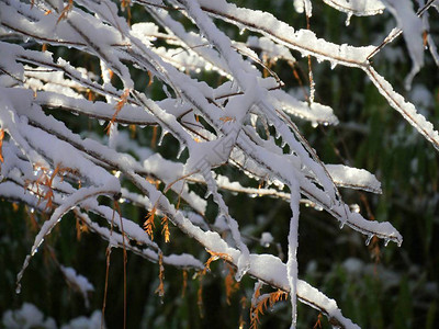 特写被冰雪覆盖的树枝图片