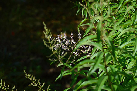 柠檬马鞭草花柠檬蜂刷AloysiaCitrodora自图片