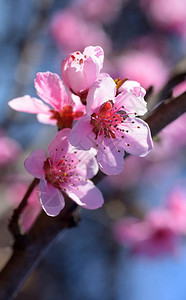 春天樱花盛开的剪影图片