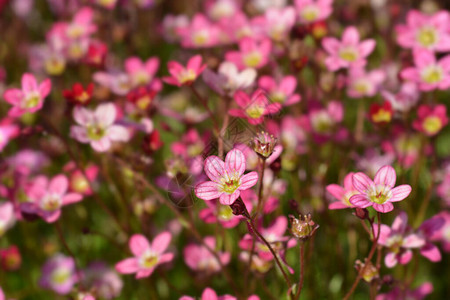 虎耳草Arendsii杂交种拉丁名Saxifragaxar图片