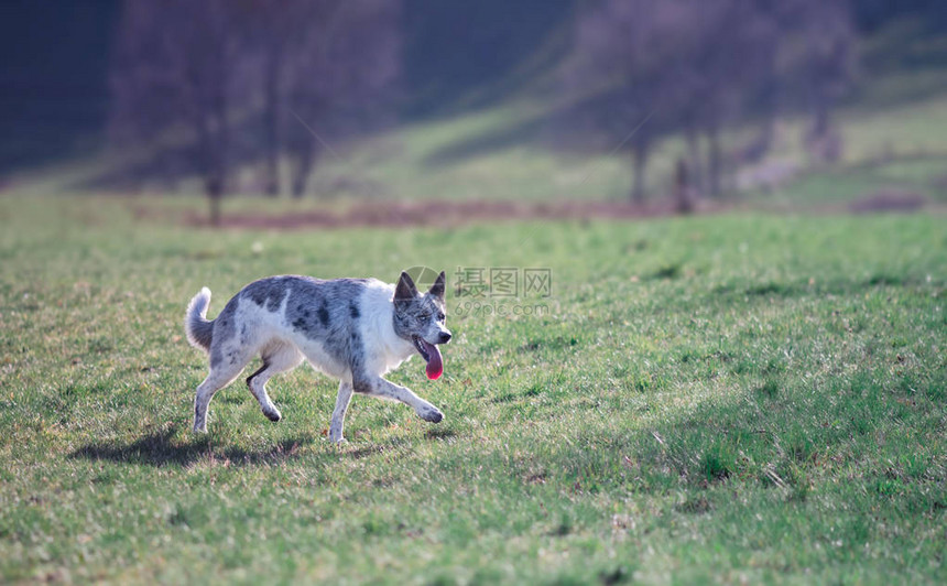 野外的边境牧羊犬牧羊犬品种图片