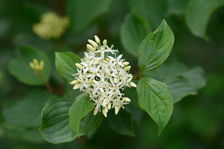 普通山茱萸拉丁名Cornussan图片