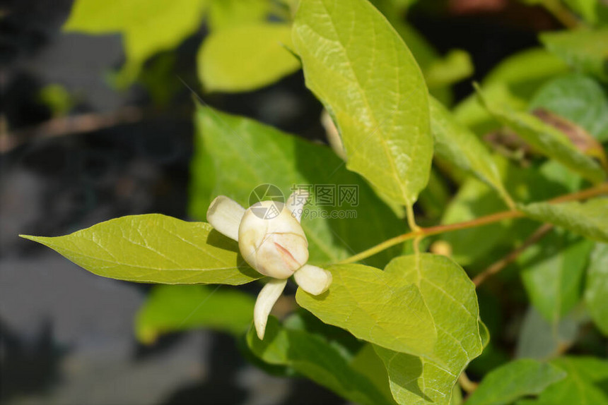 卡罗来纳五香粉维纳斯花拉丁名Calycanthusfloridus图片