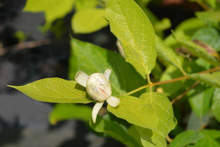 卡罗来纳五香粉维纳斯花拉丁名Calycanthusfloridus背景图片