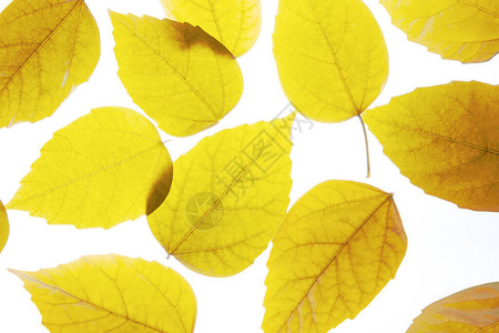 白色背景植物的黄色叶图片