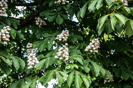 盛开的栗树花序直立背景图片