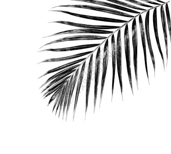 白色背景中棕榈树的黑叶图片