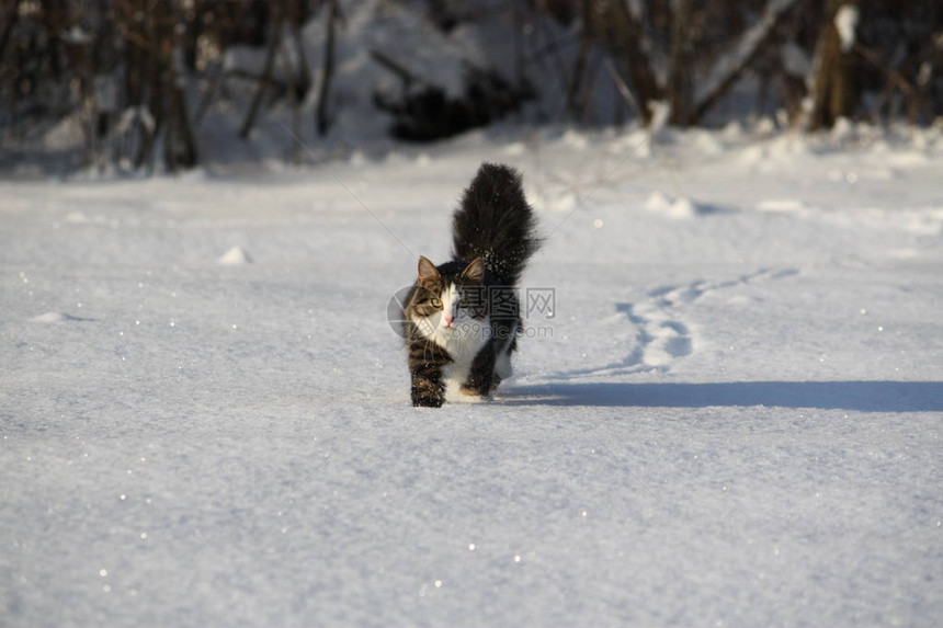 可爱的年轻小猫冬天在雪田覆盖上长着图片