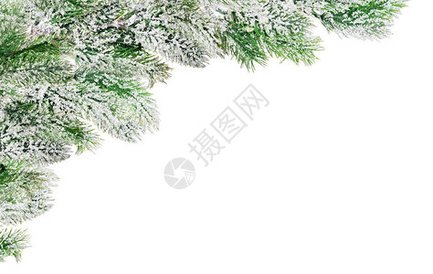 白色背景中孤立的雪上松树枝边背景图片