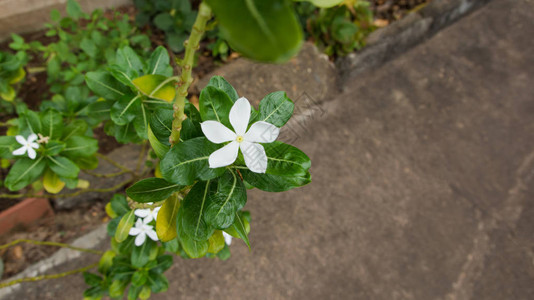 茉莉花开的白花Jasminumpolyanthum背景图片