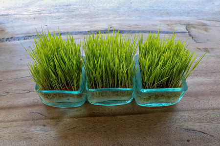 透过花盆的玻璃墙可以看到根系年轻的绿色水稻植物在桌子上的方形锅与巨大的木板桌子上的小盆里的稻苗图片