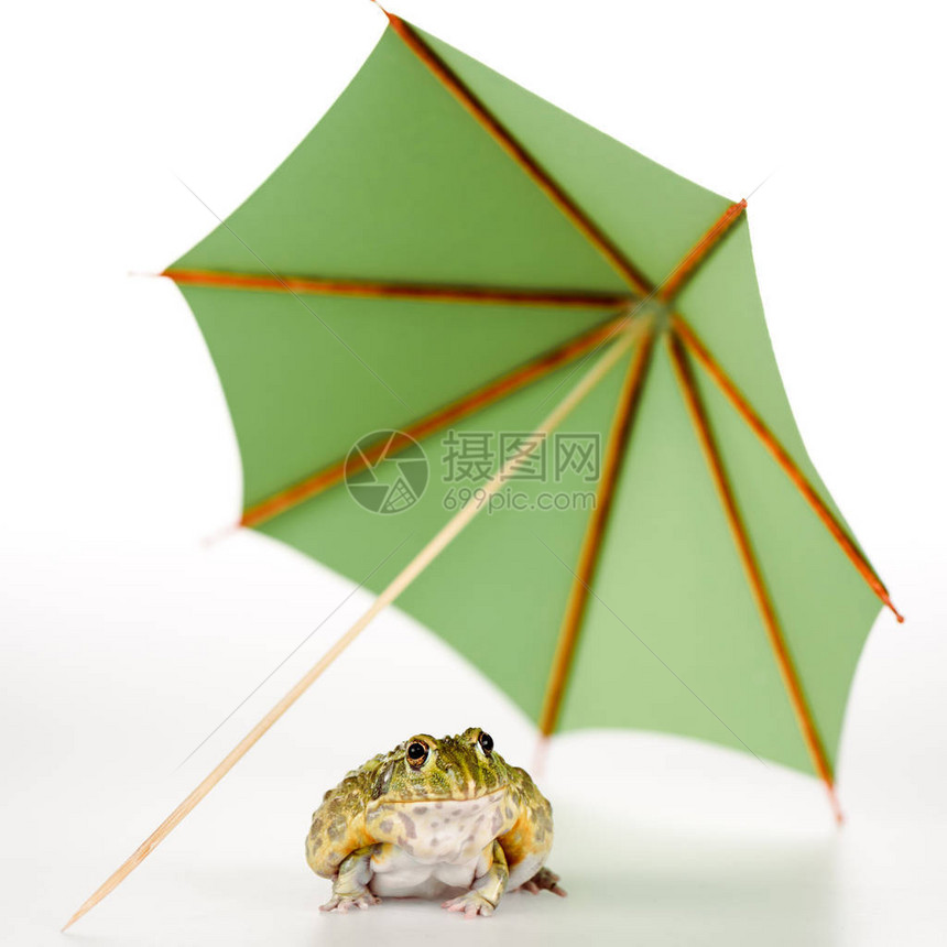 白色背景小纸伞下的可爱绿青蛙的选择焦点图片