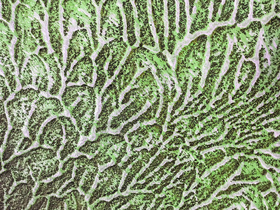 抽象艺术背景绿色和白色布面多色油画橄榄艺术品的片段图片