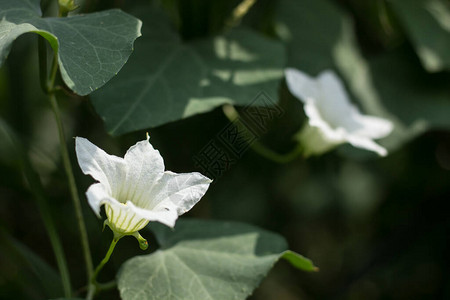 白花IvyGourd或Coccic图片