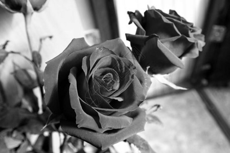 黑色和白色的玫瑰花玫瑰是蔷薇科蔷薇属的多年生木本开花植物图片