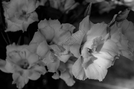 黑色和白色洋桔梗花这些花通常被背景图片