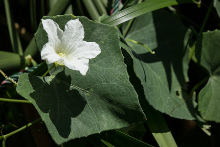 白花IvyGourd或Coccic图片