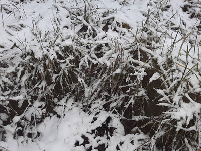 草和地面霜冻的第背景图片
