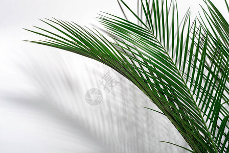 绿棕榈叶及其在白墙上的阴影热带绿图片