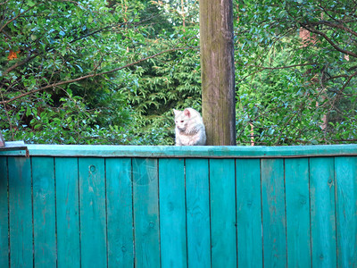 一只白猫坐在树旁的绿色栅栏上图片