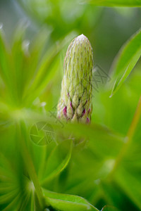 春园中的羽扇豆芽特写宏观图片