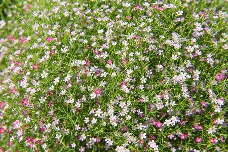 美丽的Gypsophila花朵图片