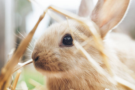 美丽的年轻棕色兔子在稻草图片