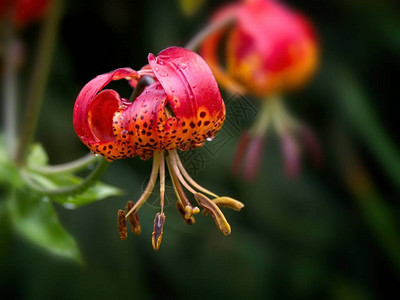 虎百合Liliumlancifolium与雨滴在夏天开花图片