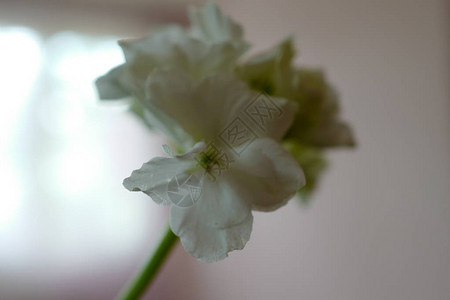 白花宏花瓣的美丽和温柔边缘Photos可以用图片